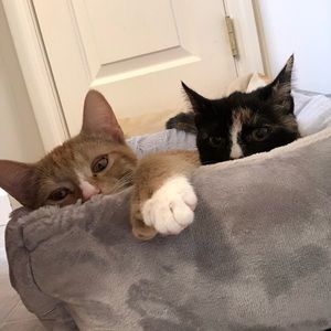 Meet your Posher, Brianne